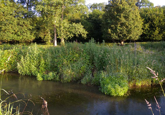 La Douce et ses megaphorbiaies riveraines