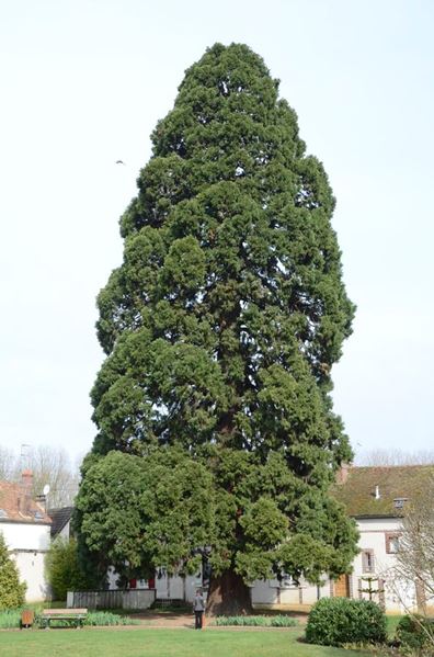 Séquoia géant, 150 ans, 34,2m de haut, commune de Sens (89)